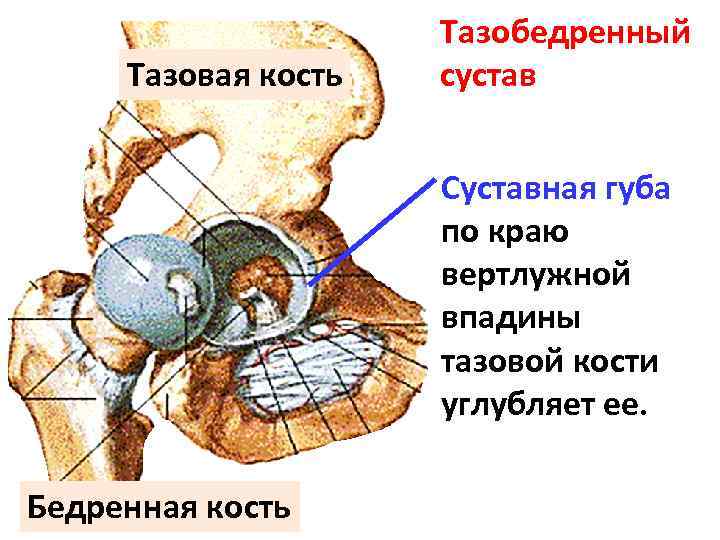 Бедренная кость тип соединения костей