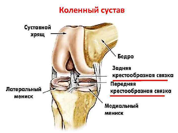 Коленный сустав анатомия связки надколенника