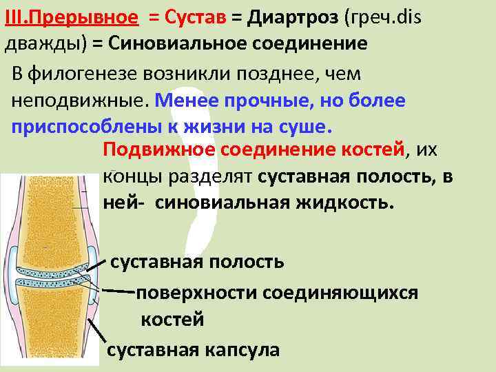 Прерывные соединения. Прерывные соединения костей. Прерывные соединения костей суставы. Соединение костей прерывные соединения - суставы. Прерывные соединения костей диартрозы.