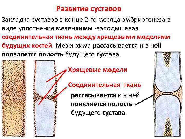 Развитие суставов. Возрастные изменения соединения костей. Формирование суставов. Развитие сустава. Развитие сустава анатомия.