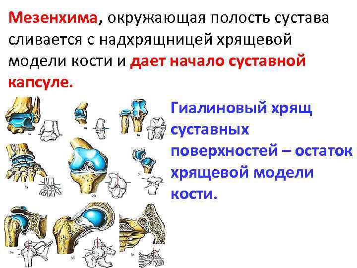 Составьте схему иллюстрирующую виды соединений костей