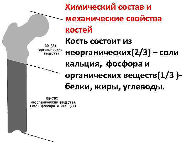 Химический состав костей