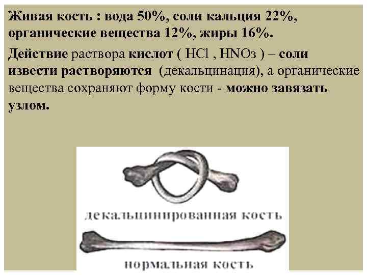 Экспериментатор поместил кость в раствор соляной. Нормальная и декальцинированная кость. Опыт декальцинированная кость.