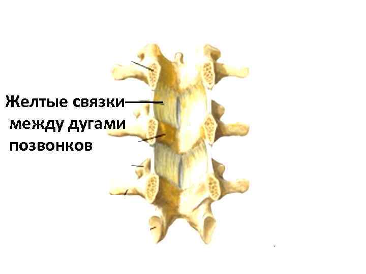 Желтая связка. Дуги позвонков желтые связки. Желтая связка позвоночника анатомия. Желтые связки между дугами позвонков. Межостистая связка.