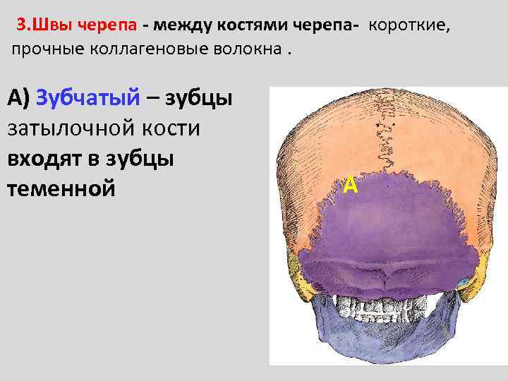 Теменная кость черепа фото