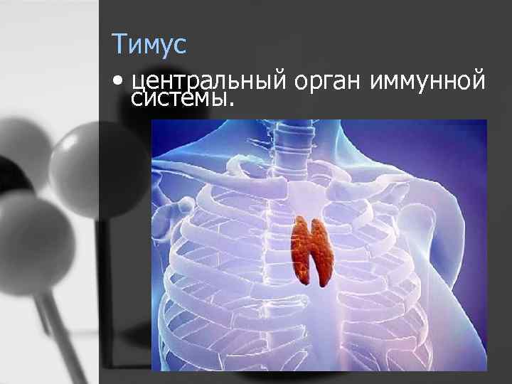 Тимус • центральный орган иммунной системы. 