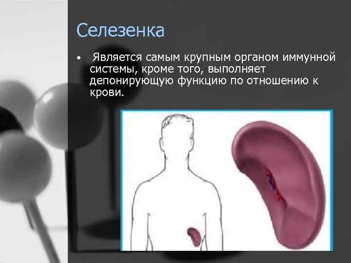 Селезенка • Является самым крупным органом иммунной системы, кроме того, выполняет депонирующую функцию по