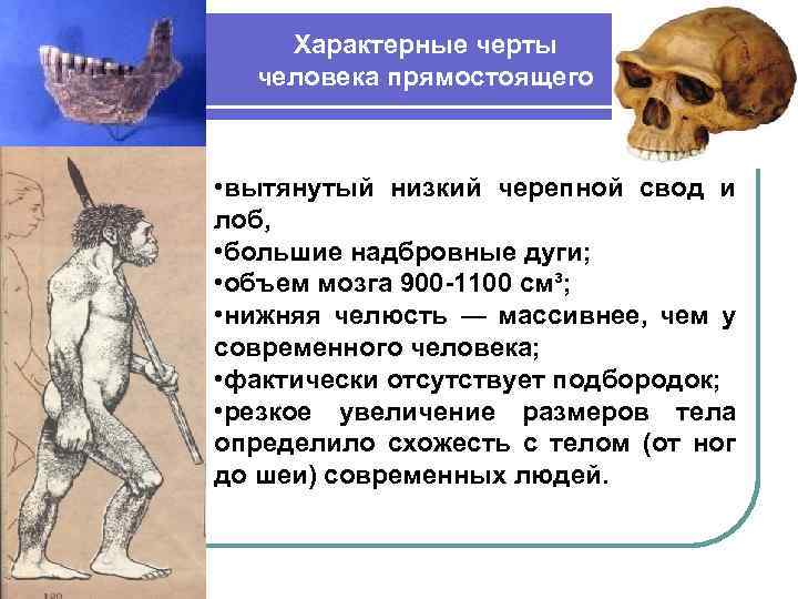 Характерные черты человека прямостоящего • вытянутый низкий черепной свод и лоб, • большие надбровные