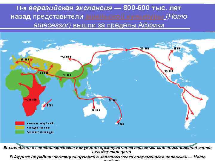І І-я евразийская экспансия ― 800 -600 тыс. лет назад представители ашельской культуры (Homo