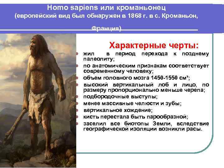 Homo sapiens или кроманьонец (европейский вид был обнаружен в 1868 г. в с. Кроманьон,