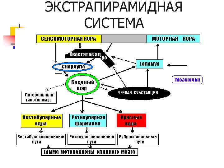 ЭКСТРАПИРАМИДНАЯ СИСТЕМА 