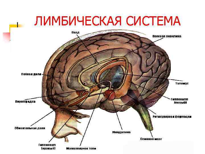 ЛИМБИЧЕСКАЯ СИСТЕМА 