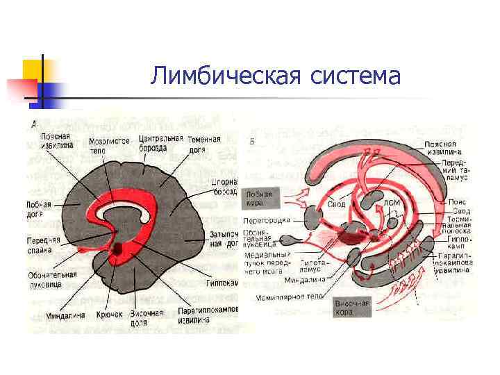 Лимбическая система 