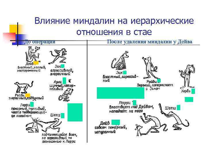 Влияние миндалин на иерархические отношения в стае До операции После удаления миндалин у Дейва