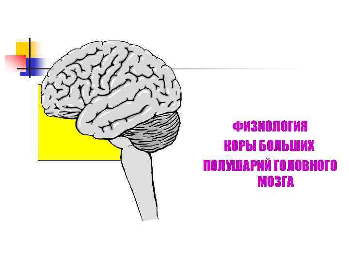 ФИЗИОЛОГИЯ КОРЫ БОЛЬШИХ ПОЛУШАРИЙ ГОЛОВНОГО МОЗГА 