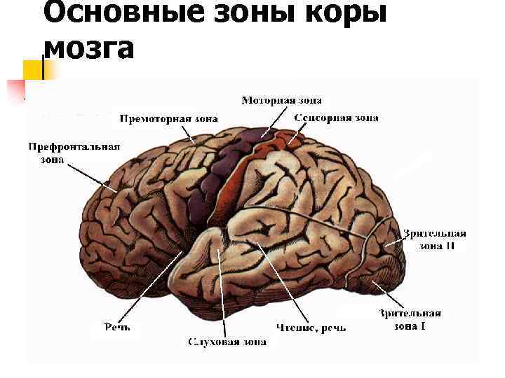 Основные зоны коры мозга 