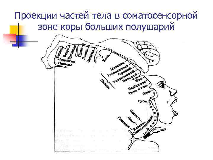 Проекции частей тела в соматосенсорной зоне коры больших полушарий 