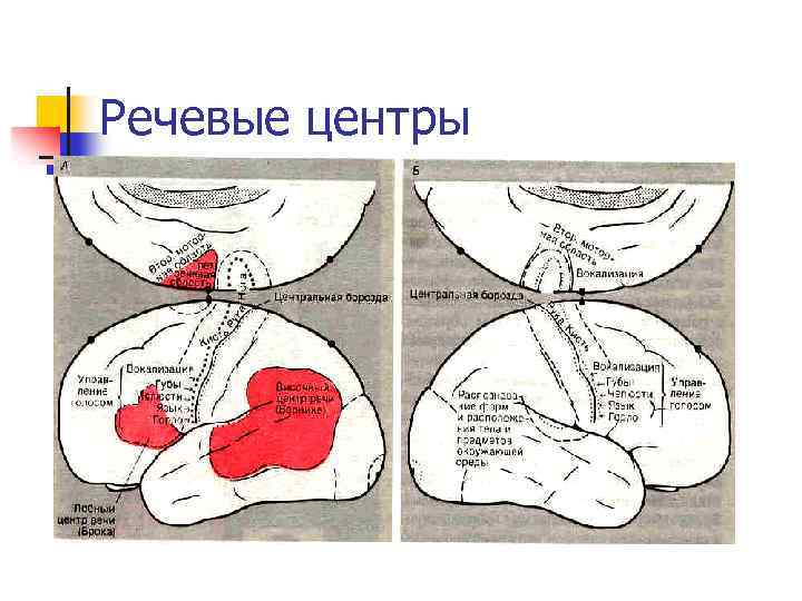 Речевые центры 