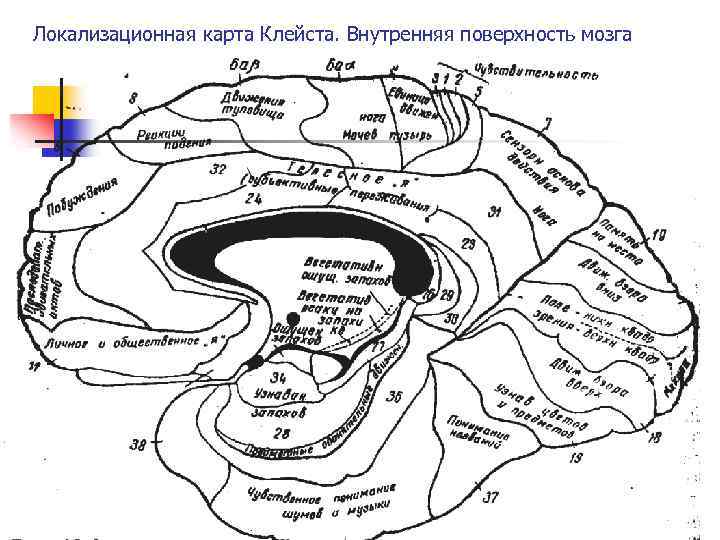 Локализационная карта Клейста. Внутренняя поверхность мозга 