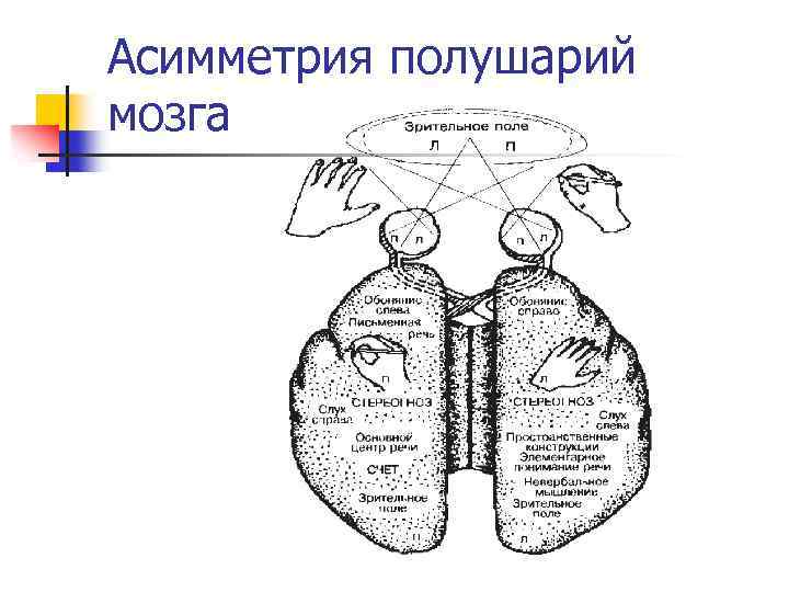 Асимметрия полушарий мозга 