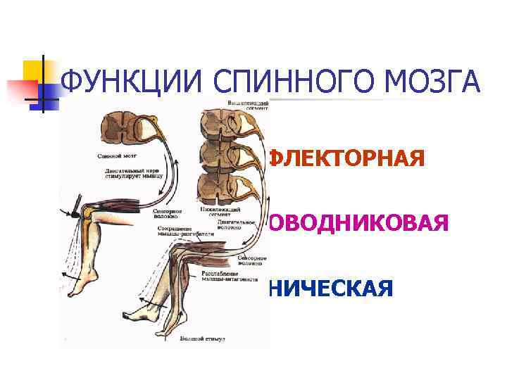 Заполните таблицу функции спинного мозга. Рефлекторная функция спинного мозга. Функции спинного мозга человека. Функции спинного мозга физиология. Рефлекторная и проводниковая функции спинного мозга.