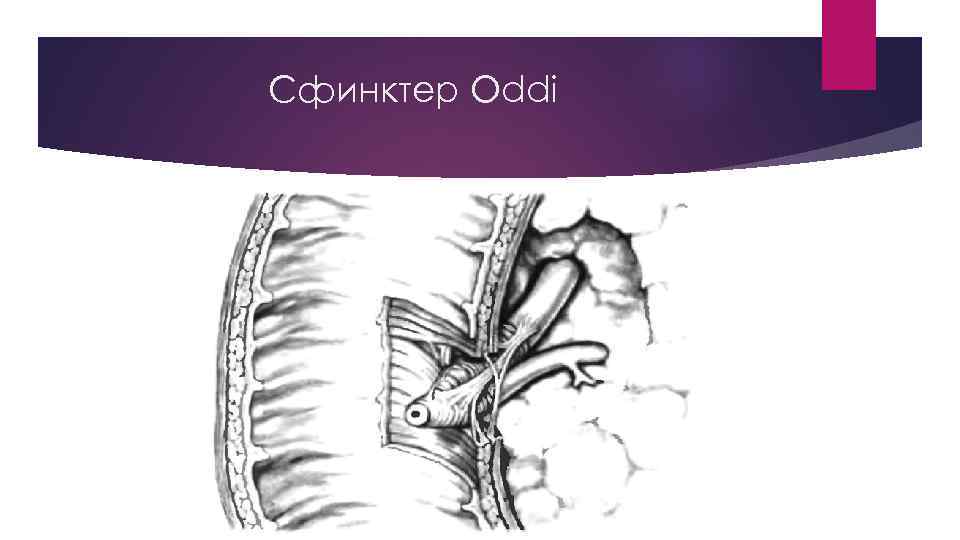 Сфинктер Oddi 