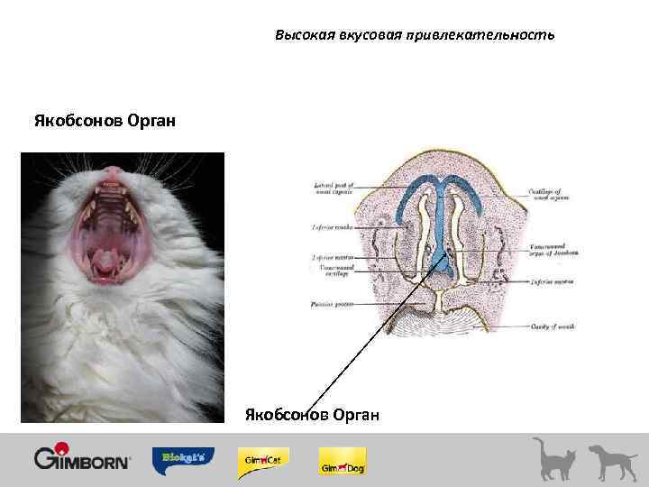 Высокая вкусовая привлекательность Якобсонов Орган 