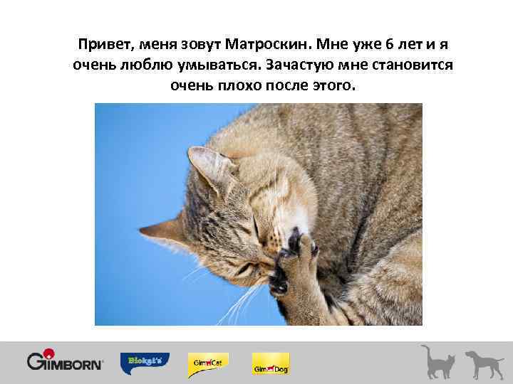 Привет, меня зовут Матроскин. Мне уже 6 лет и я очень люблю умываться. Зачастую