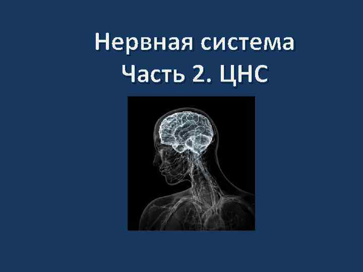 Нервная система Часть 2. ЦНС 