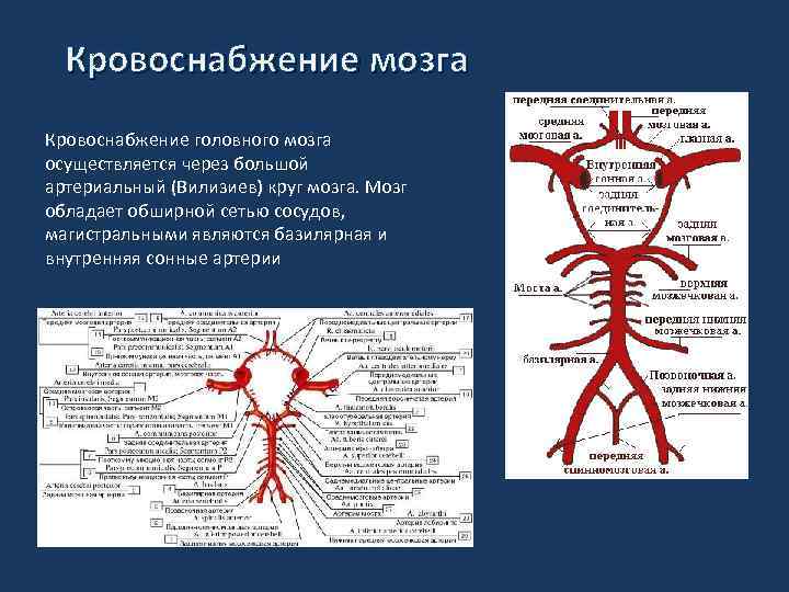 Улучшение кровообращения мозга