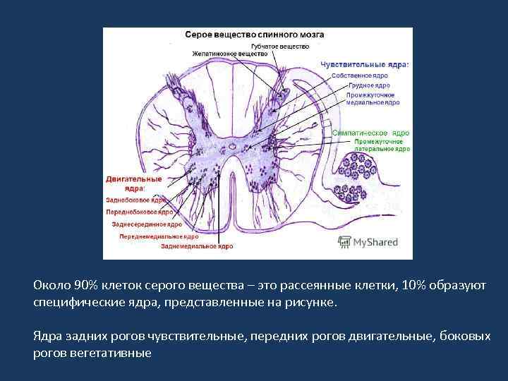 Какую функцию выполняет белое вещество спинного мозга