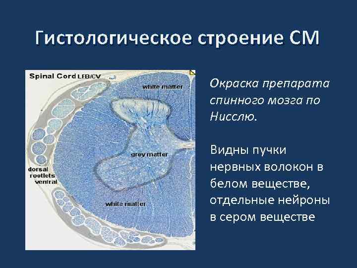 Гистологическое строение СМ Окраска препарата спинного мозга по Нисслю. Видны пучки нервных волокон в