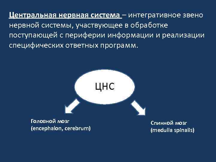 Центральная нервная система – интегративное звено нервной системы, участвующее в обработке поступающей с периферии