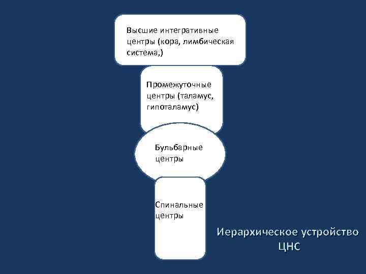 Высшие интегративные центры (кора, лимбическая система, ) Промежуточные центры (таламус, гипоталамус) Бульбарные центры Спинальные