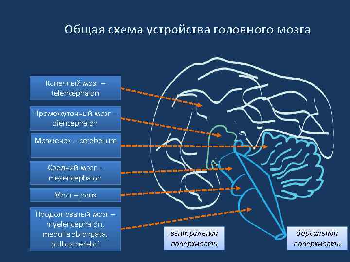 Общая схема устройства головного мозга Конечный мозг – telencephalon Промежуточный мозг – diencephalon Мозжечок