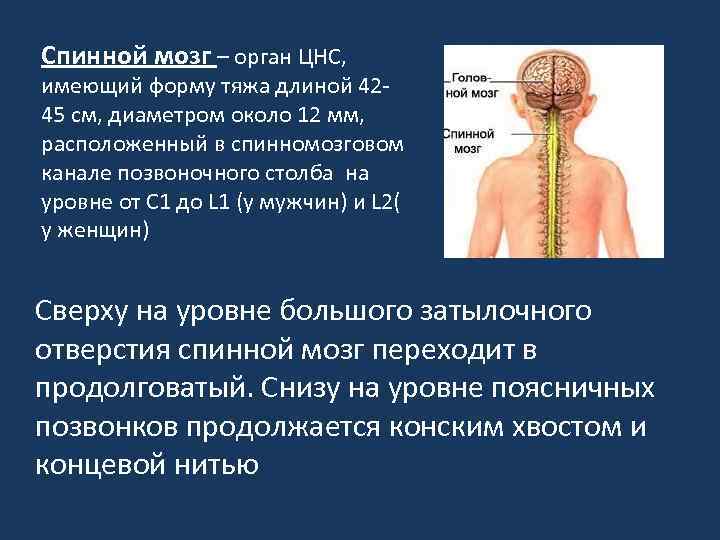 Нервная система позвоночника человека фото с описанием