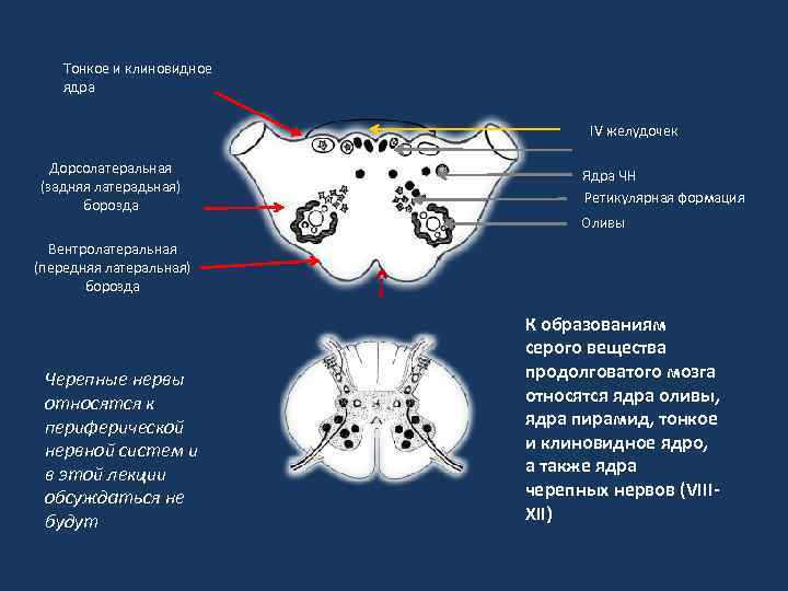 Строение продолговатого мозга на поперечном срезе ядра и проводящие пути схема