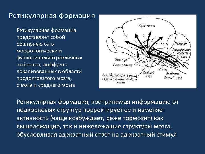 Система ретикулярной формации