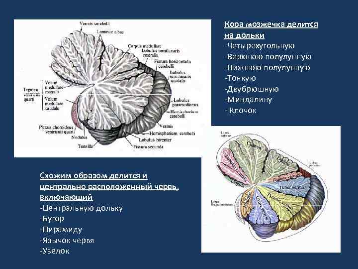 Кора мозжечка делится на дольки -Четырехугольную -Верхнюю полулунную -Нижнюю полулунную -Тонкую -Двубрюшную -Миндалину -