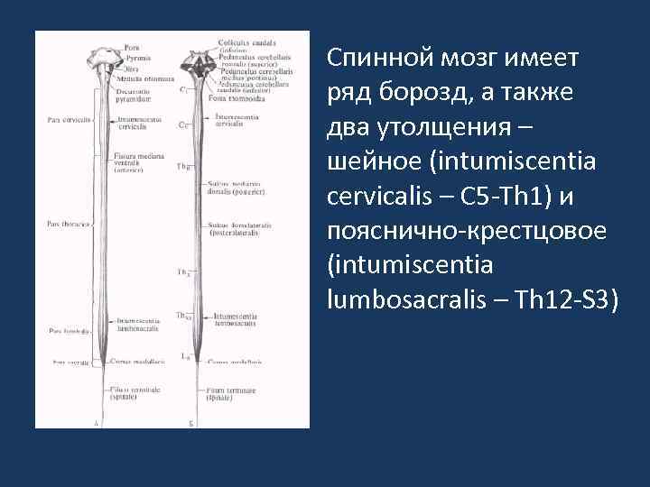 Спинной мозг имеет ряд борозд, а также два утолщения – шейное (intumiscentia cervicalis –