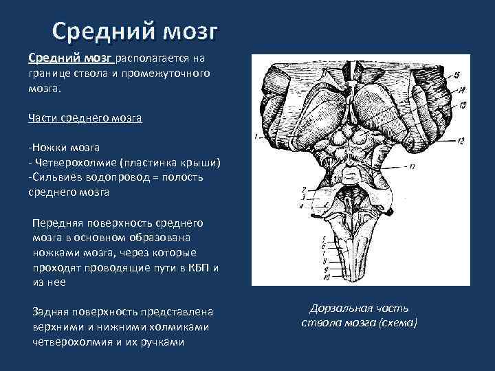 Промежуточный мозг нервная система