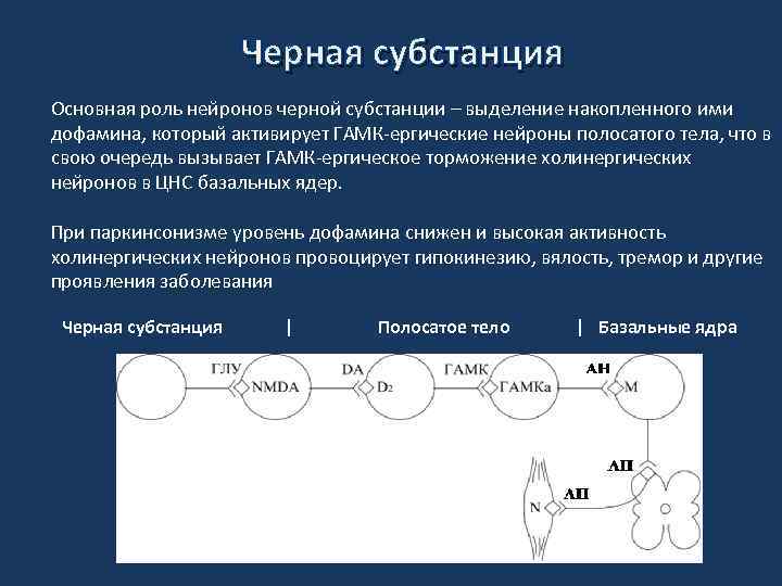 Черная субстанция Основная роль нейронов черной субстанции – выделение накопленного ими дофамина, который активирует