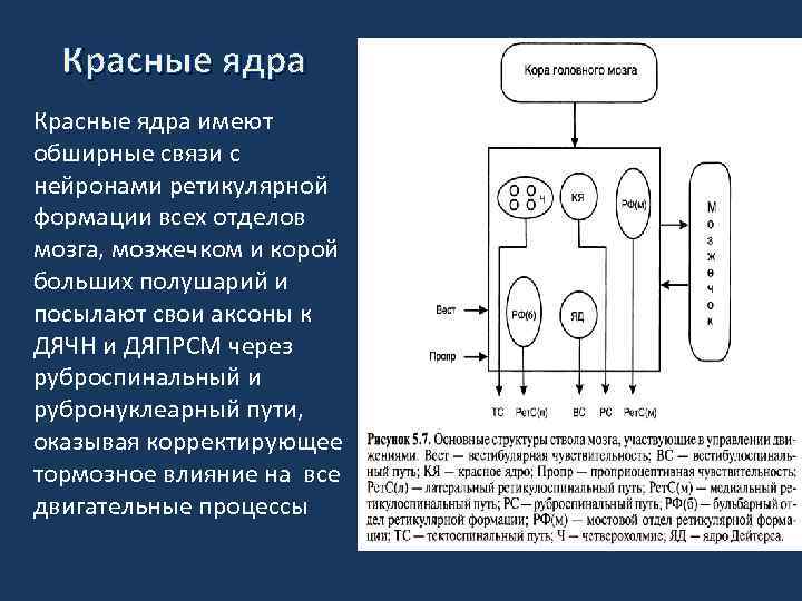 В каком процессе участвуют дети. Локализация ядра Дейтерса в ЦНС. Красное ядро физиология. Красное ядро ствола мозга. Красное ядро функции.