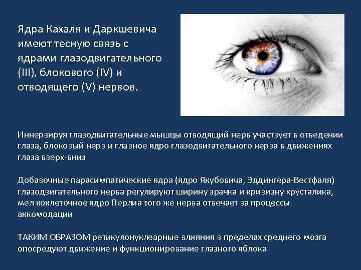 Ядра Кахаля и Даркшевича имеют тесную связь с ядрами глазодвигательного (III), блокового (IV) и