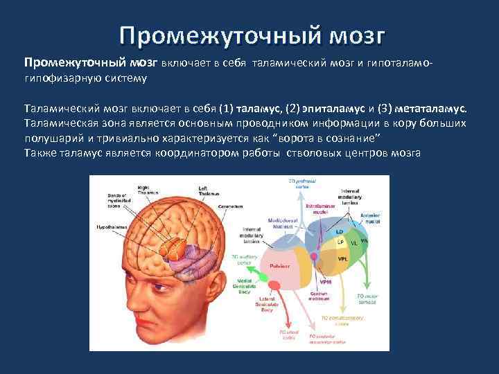 Промежуточный мозг включает в себя таламический мозг и гипоталамогипофизарную систему Таламический мозг включает в