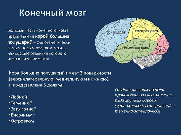 Конечный мозг функции