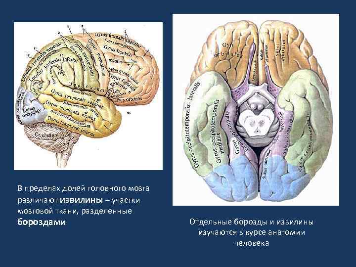 Ткани головного мозга. Прямая извилина мозга. Прямая извилина анатомия. Строение головного мозга млекопитающих борозды и извилины.