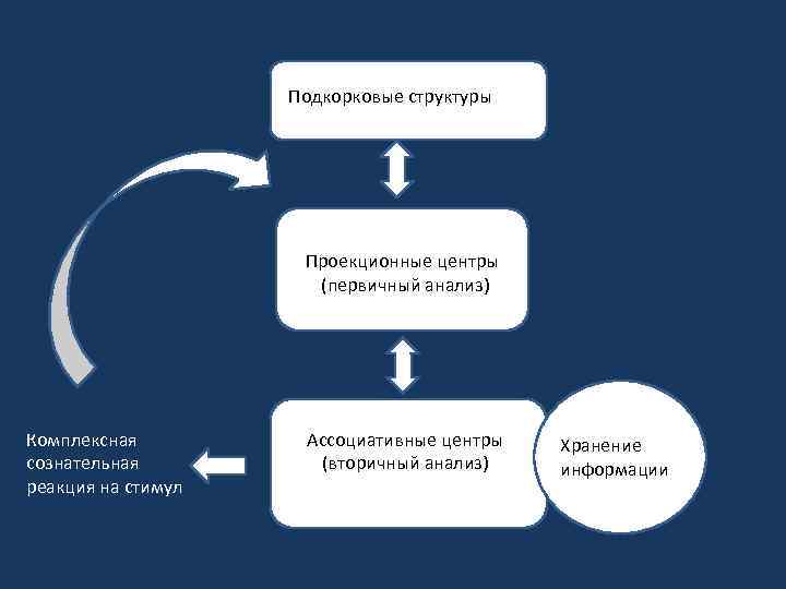 Подкорковые структуры Проекционные центры (первичный анализ) Комплексная сознательная реакция на стимул Ассоциативные центры (вторичный
