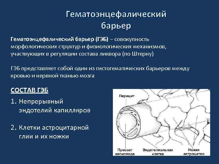 Гематоэнцефалический барьер схема