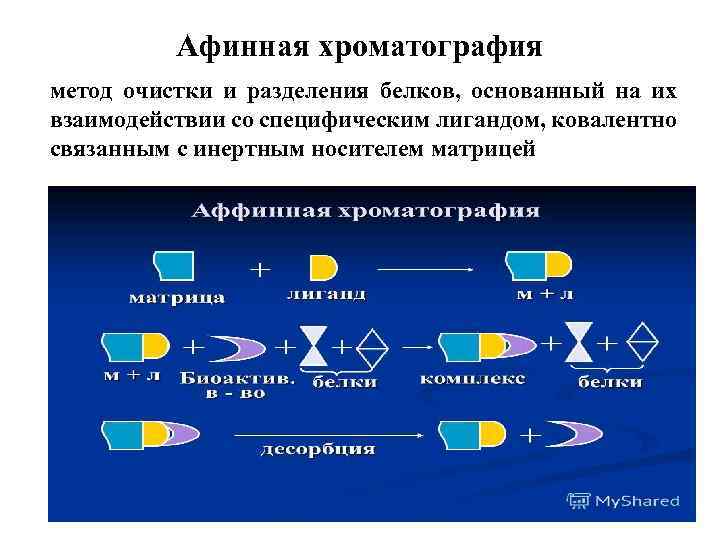 Хроматография методы разделения. Хроматографические методы очистки белков. Методы разделения белков. Хроматографические методы разделения. Хроматографический метод разделения белка.